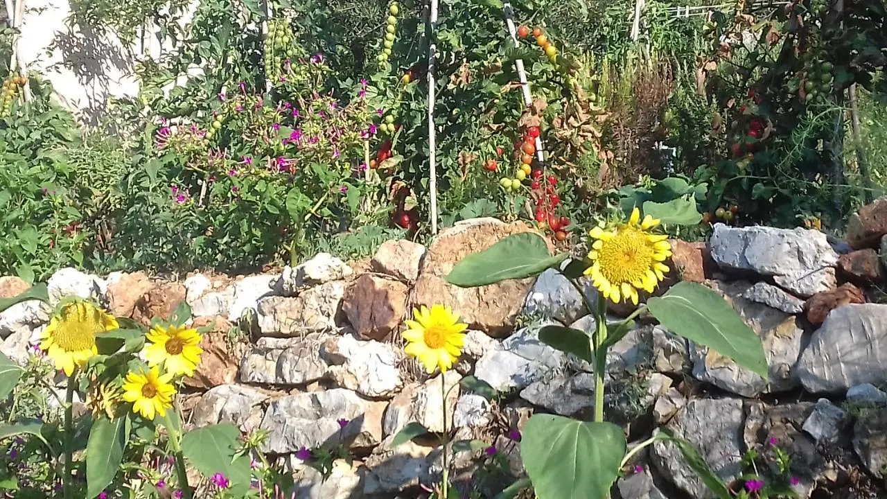 Casa La Rondine Apartment Portoferraio Italy